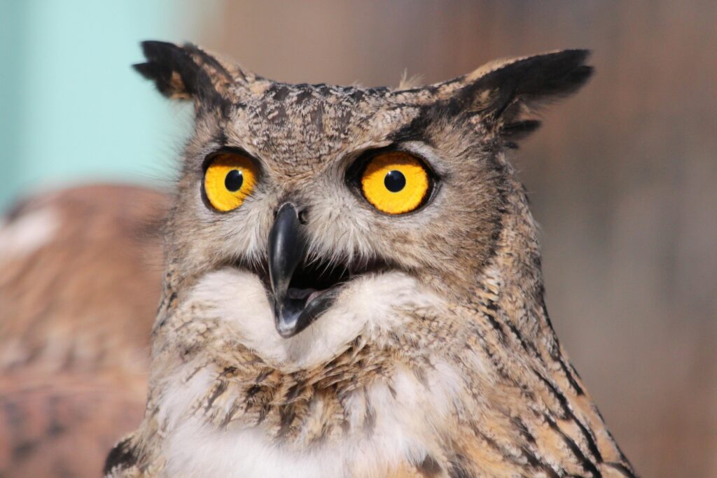 A horned owl with bright yellow, wide eyes and light brown feathers faces forward with an intense stare